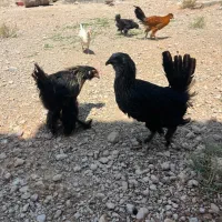 مرغ مرندی 6ماهه تخمگذار