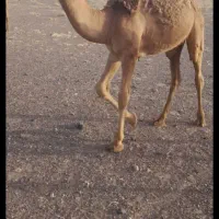 هاشی فروشی چاق و درشت