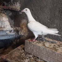 جوجه سفید|پرنده|مشهد, امیرآباد|دیوار