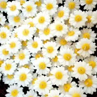 شمع بابونه شناورروی اب
