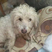 سگ پشمالو سفید پاکوتاه