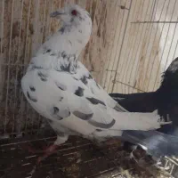 جفت سینه زرد چپ خال و  آلمانی