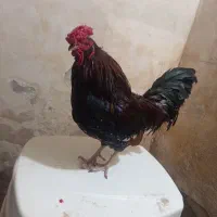 خروس گلین اصل