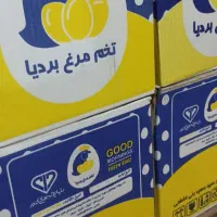 پخش تخم مرغ