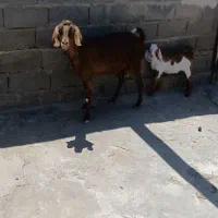 بز و بزغاله
