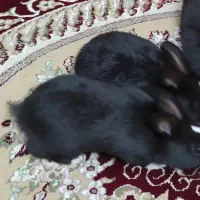 بچه خرگوش