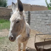 خرماده|حیوانات مزرعه|قره چای, |دیوار
