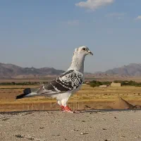 ماده شامی کاکل میخ