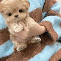 پودل کراس درجه ۱