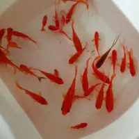 بزرگترین مرکز پخش ماهی قرمز در فهرج