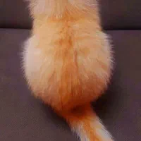 ۴ عدد گربه بسیار خوشرنگ‌ و زیبا و نژاد دار