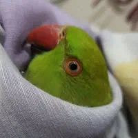 پرنده