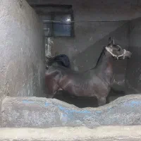 نگهبان کارگر یا مهتر در باشگاه سوارکاری