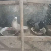 کبوتر خوب معاوضه میکنم