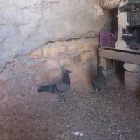 کبوتر