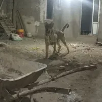 7ماهه عراقی است  نر سرابی 24 ماهه