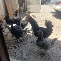 خروس گلین بدونه پر غلط فول