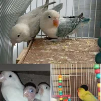 ۳ جفت کوتوله ، ۲ جفت مولد با تخم و جوجه باقفس