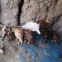 جوجه لاری تاج مهر