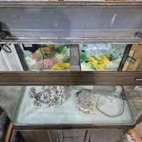 آکواریوم شرکتی Mahiran