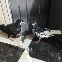 یک جفت کبوتر خوش رنگ