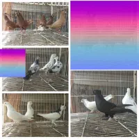 فروش کبوتر جمله
