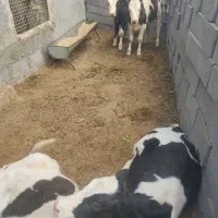 فروش گوساله ماده شیربر