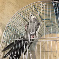 عروس هلندی مولد