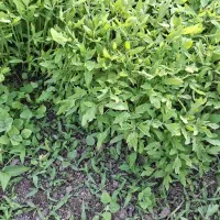 باغبانی|خدمات باغبانی و درختکاری|لوندویل, |دیوار