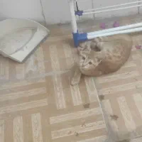 گربه