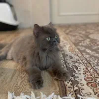 پرشین اصیل و خاص