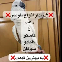 آرا کاکادو کاسکو