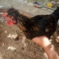 مرغ
