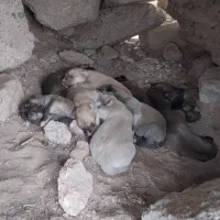سگ ماده خراسانی با توله