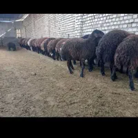 بره نر