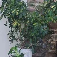 مغازه