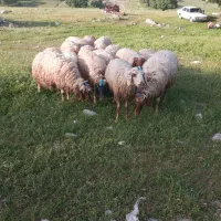 میش بره شک