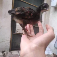 جوجه محلی اصیل