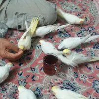 فروش عروس هلندی