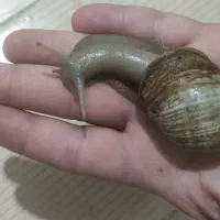 حلزون آچاتینا