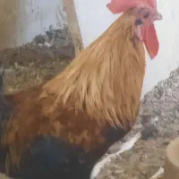 خروس بالغ