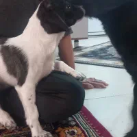 حیوانات خانگی