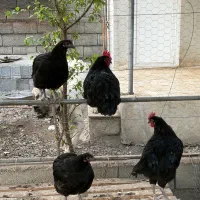 استرالوپ استرالیایی