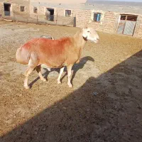 قوچ چینی