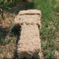 ۱۳۰ عدد پرس علف تازه