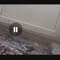 عروس هلندی گم شده