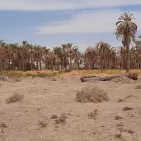 ۳ هکتار زمین با ۵۲ ساعت آب موتور پمپ در شهر فهرج