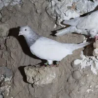 کبوتر