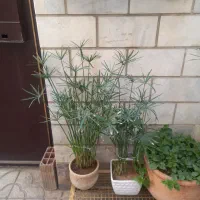 گل طبیعی نخل مرداب و ناز ۱۰تا شهرری