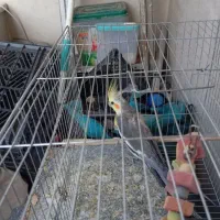 عروس نر